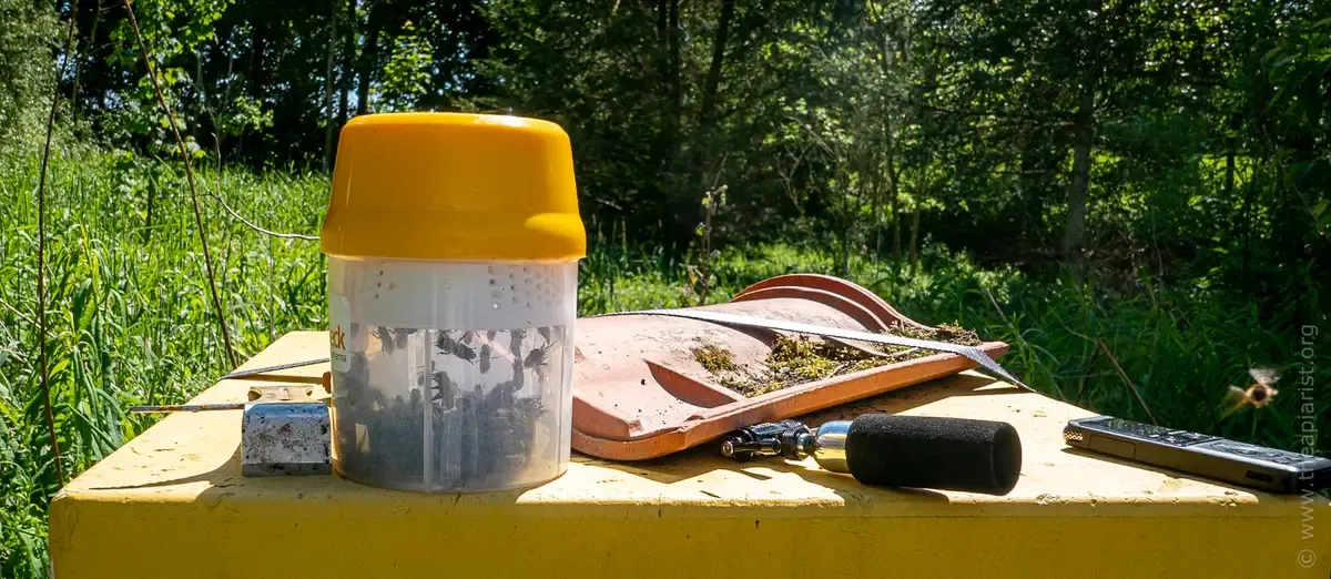 Bees within the Information – #2