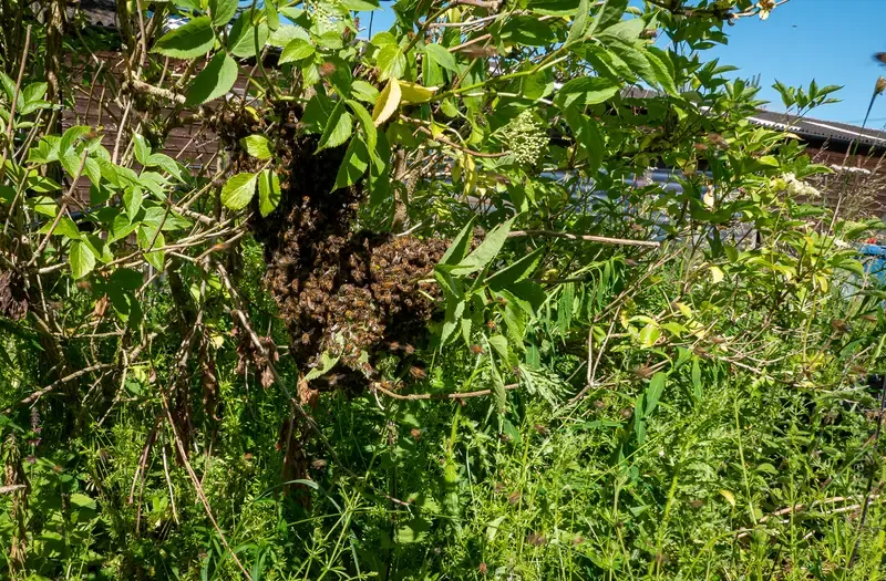 The swarm settled in a small elder tree