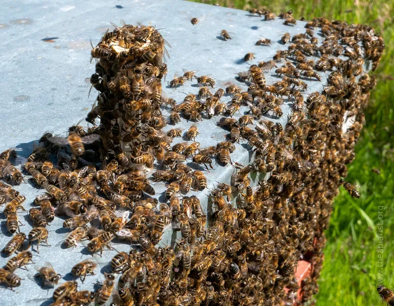 Bees clustering around a virgin queen in a Nicot cage