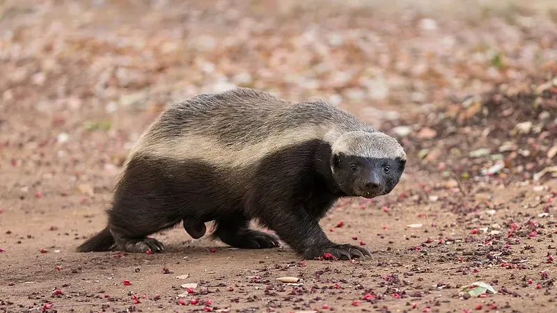 Honey badger or ratel by Sumeet Moghe, CC BY-SA 4.0, via Wikimedia Commons
