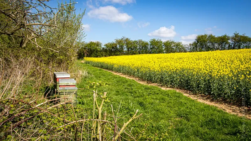 Beehives and a field of oil seed rape