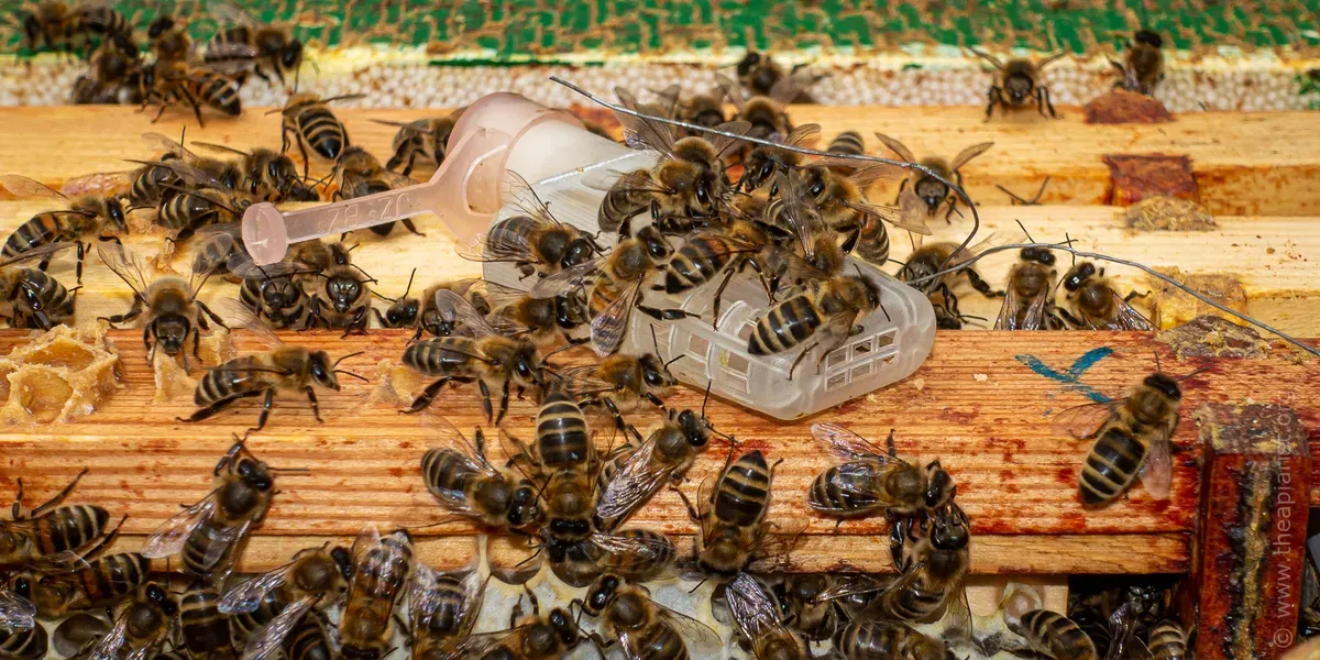 Easy inventory growth for higher bees and beekeeping