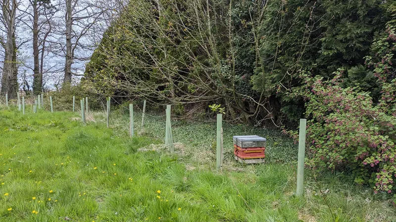 Bait hive in apiary field margin