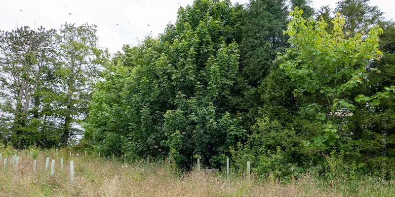 Distant view of the (partly hidden) bait hive with the swarm swirling all around it