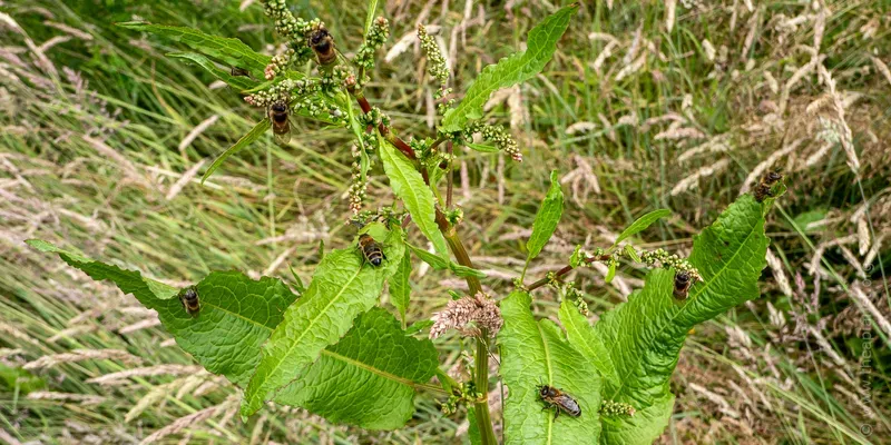 Every weed, bush, tree and clump of grass for yards around acted as a staging post