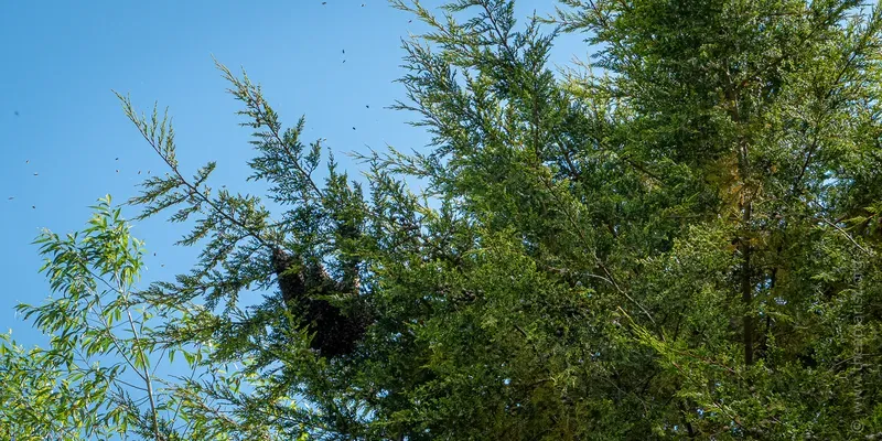 Swarm in a cypress tree