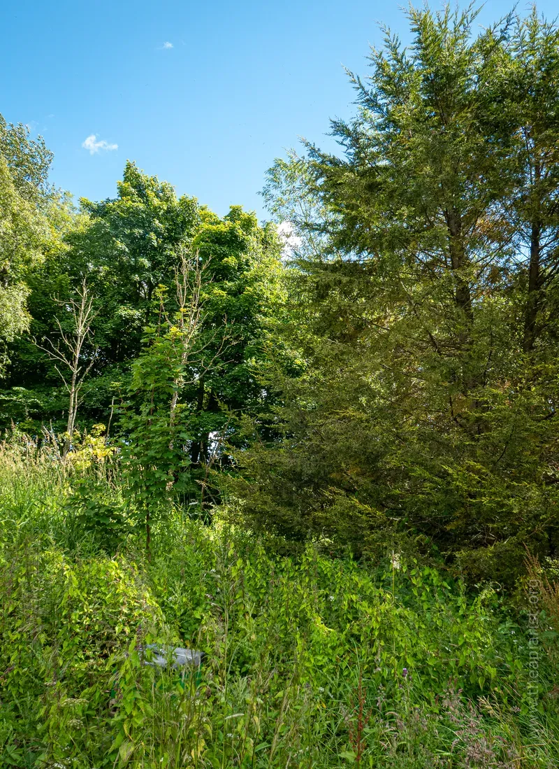 Bait hive in heavily overgrown shrubbery