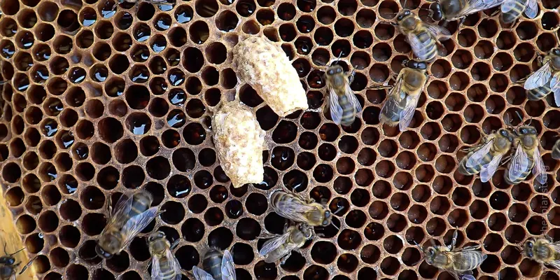 Queen cells - do these indicate swarming or supersedure?