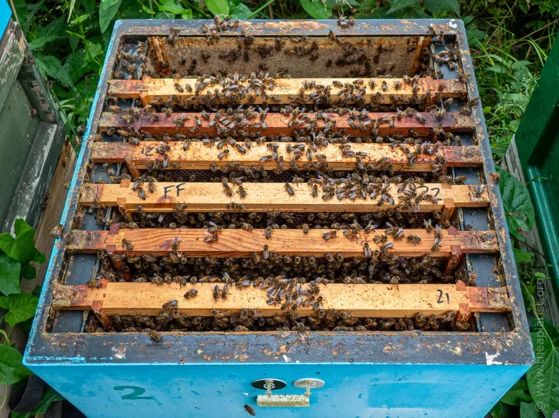 Brood box of bees with frames separated to help find the queen