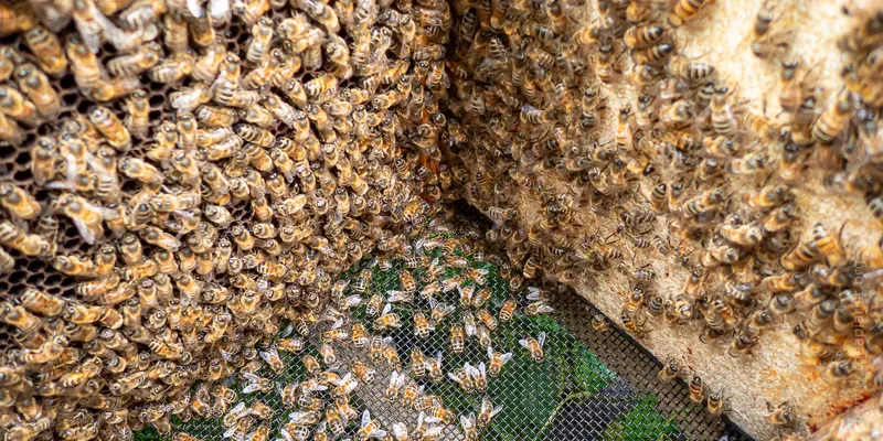 Inner corner of a brood box