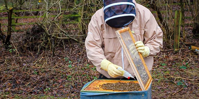 Trickle treating a colony with oxalic acid