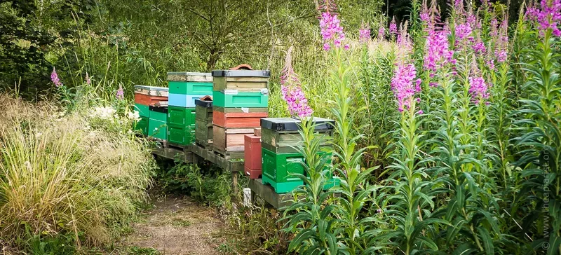 Apiary with mix of equipment