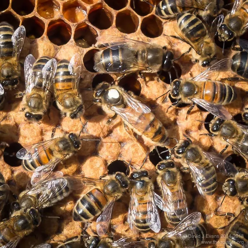 A queen, a drone and lots of workers