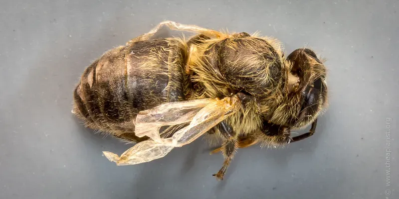 ‘Blood sucking’ parasites