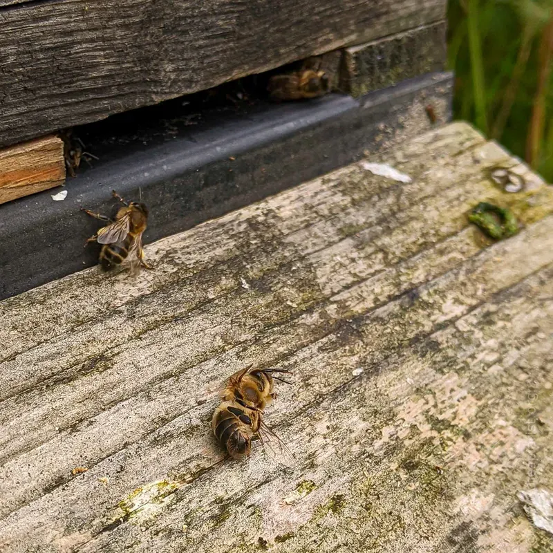 Dead drone on a hive landing board