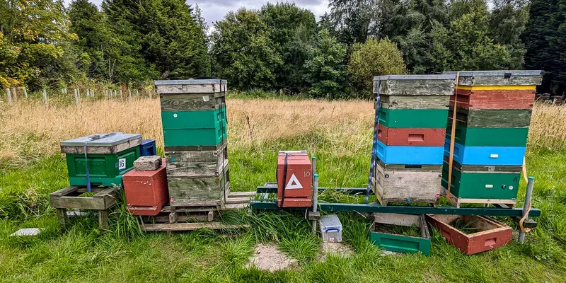 Three supered colonies and spare equipment