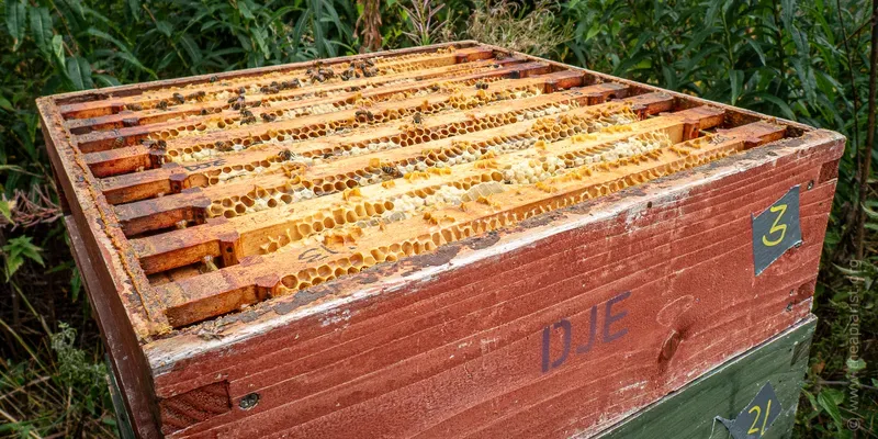 Honey super on hive