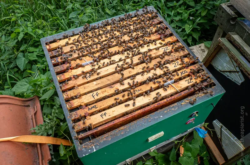 Apivar strips in a brood box