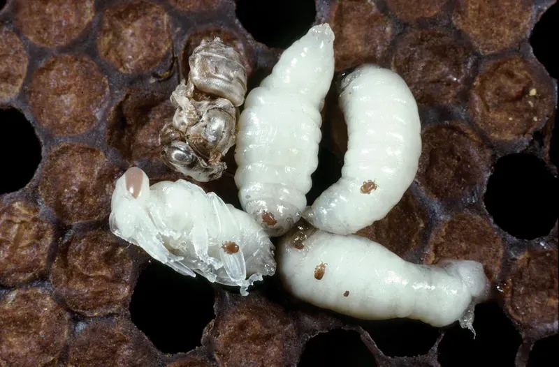 Tropilaelaps mites on honey bee pupae