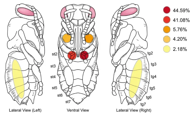 Varroa feeding site location on developing pupae (Han et al., 2024)