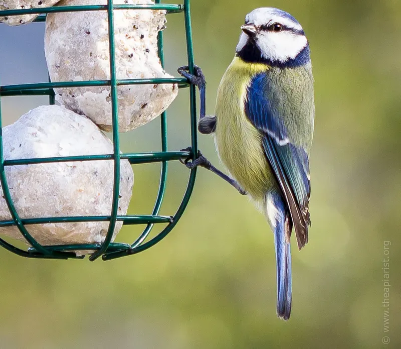 Blue tit on feeder