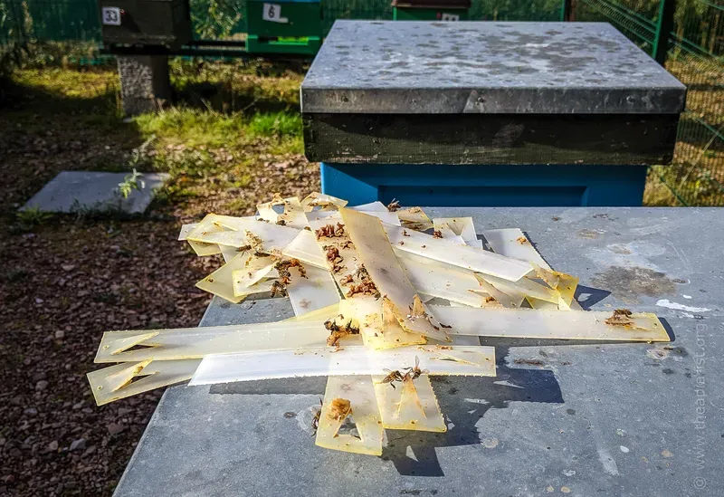 Apivar strips on a hive roof