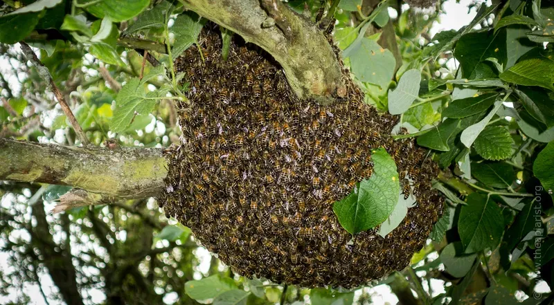 A natural swarm