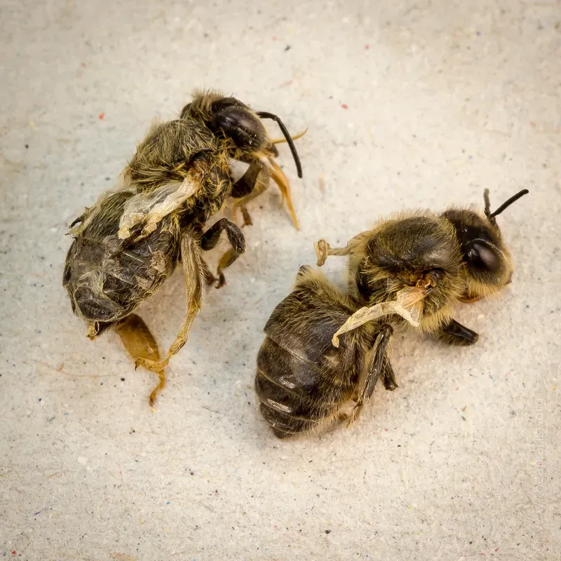 Two worker bees exhibiting the symptoms of DWV infection