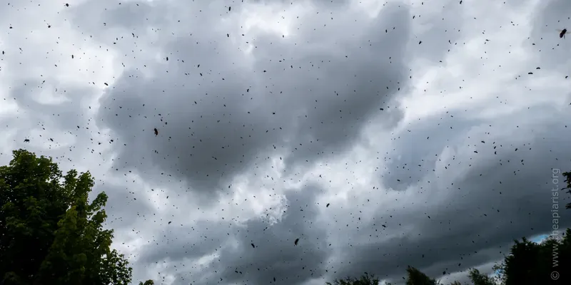 An airborne swarm en route to a bait hive