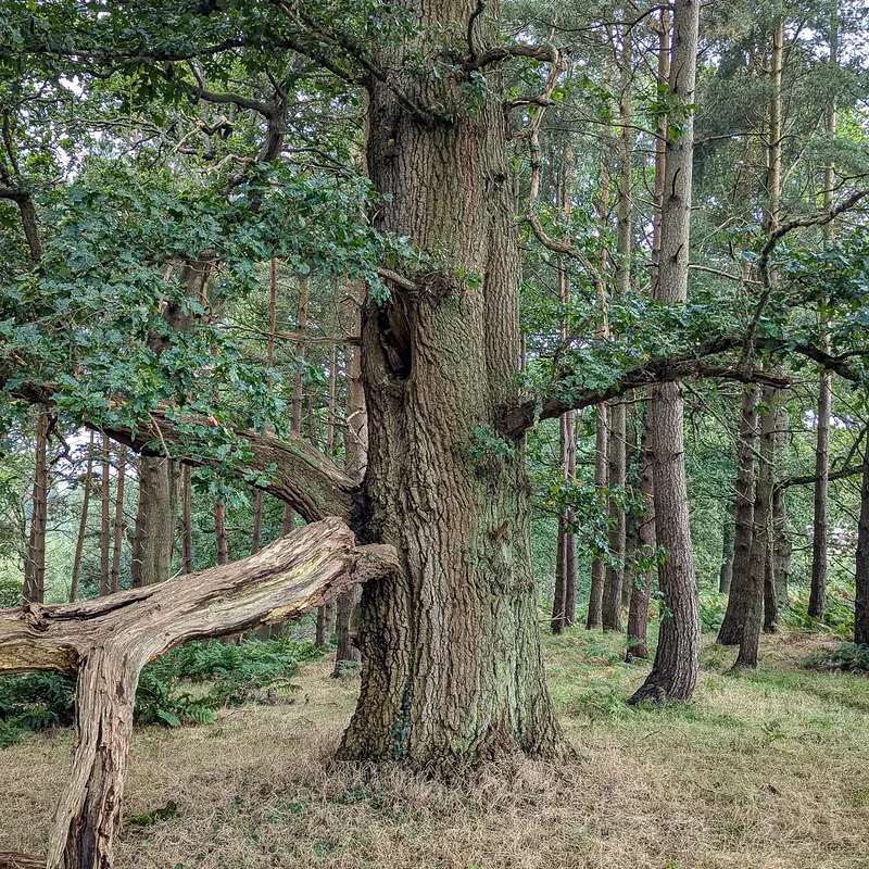 A middle-aged oak tree