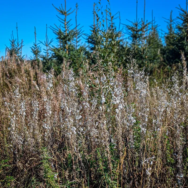 Fireweed going to seed in a forest clearing