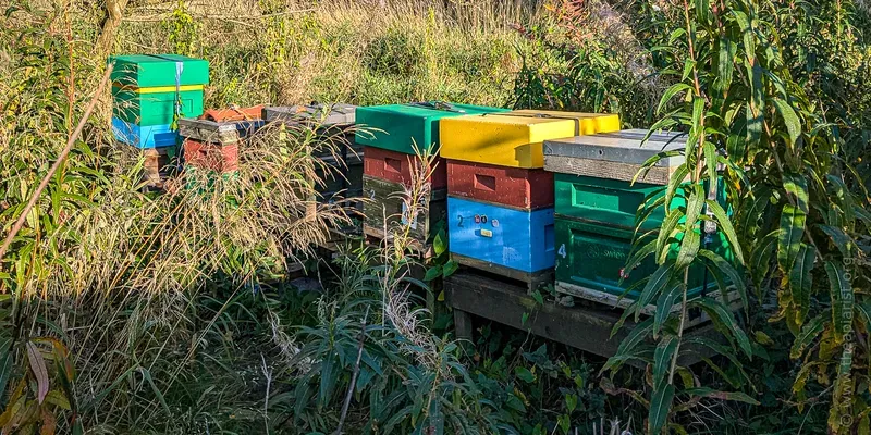 Hives in the late afternoon autumn sun