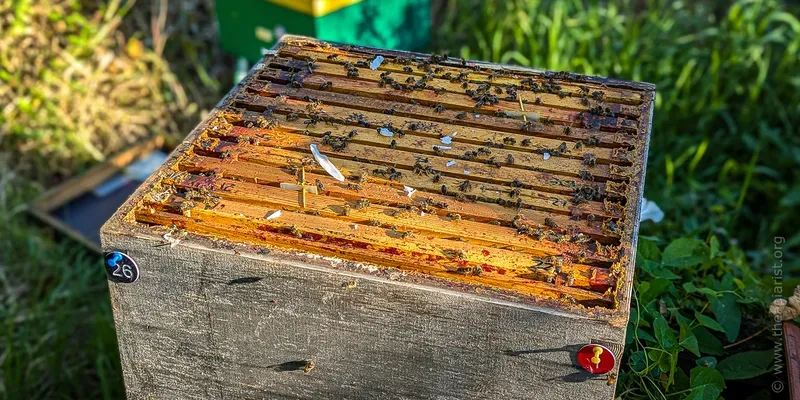 A hive before repositioning the Apivar strips