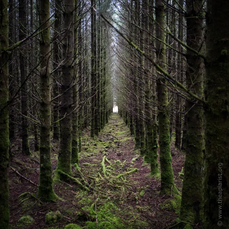 Managed conifer forest, Ardnamurchan