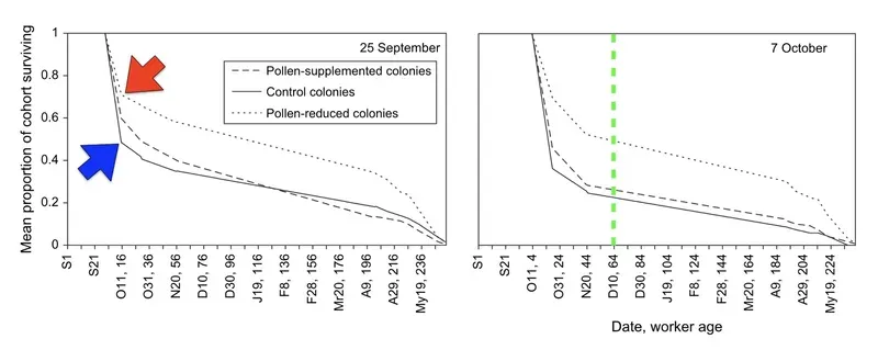 The transition to winter bee production. From Mattila and Otis (2007), see text for details.