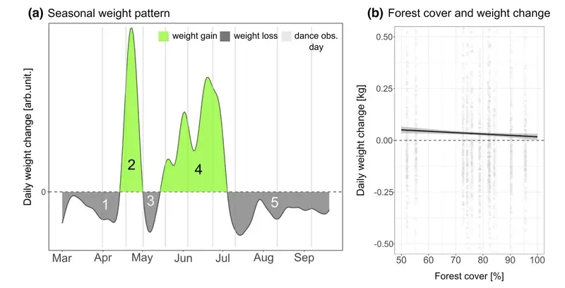 Weight gain and forest cover (Rutschmann et al., 2023)