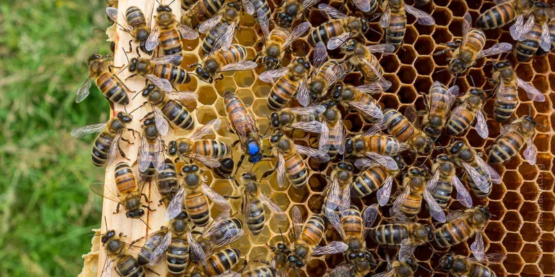 Marked queen on a frame of comb