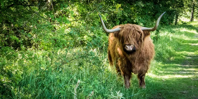 Cow with big horns