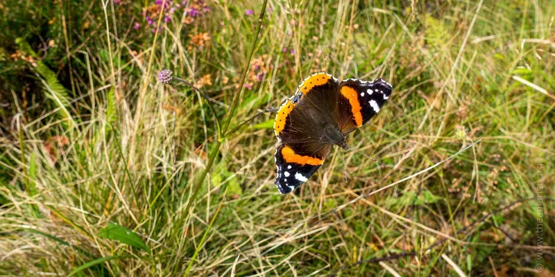 Red admiral butterfly