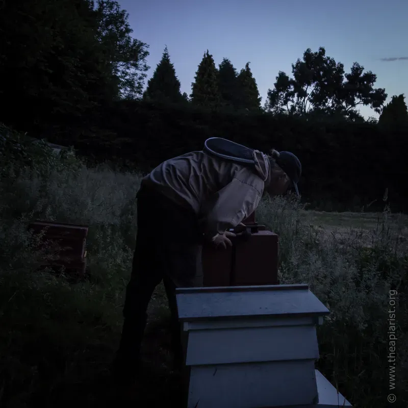 Sensory overload, the sounds and smells of an apiary in late evening