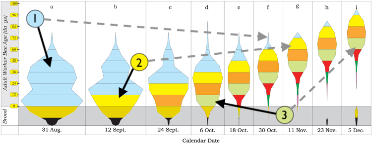 Summer bees and winter bees, see text for details and source