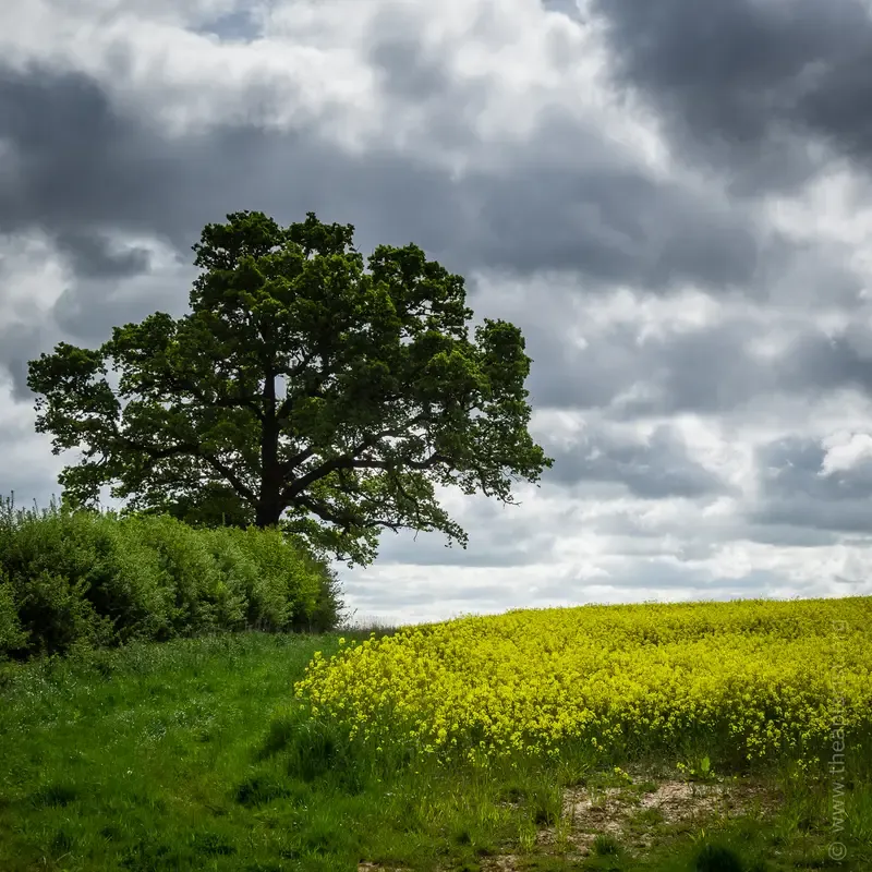 OSR a rich source of nectar and pollen