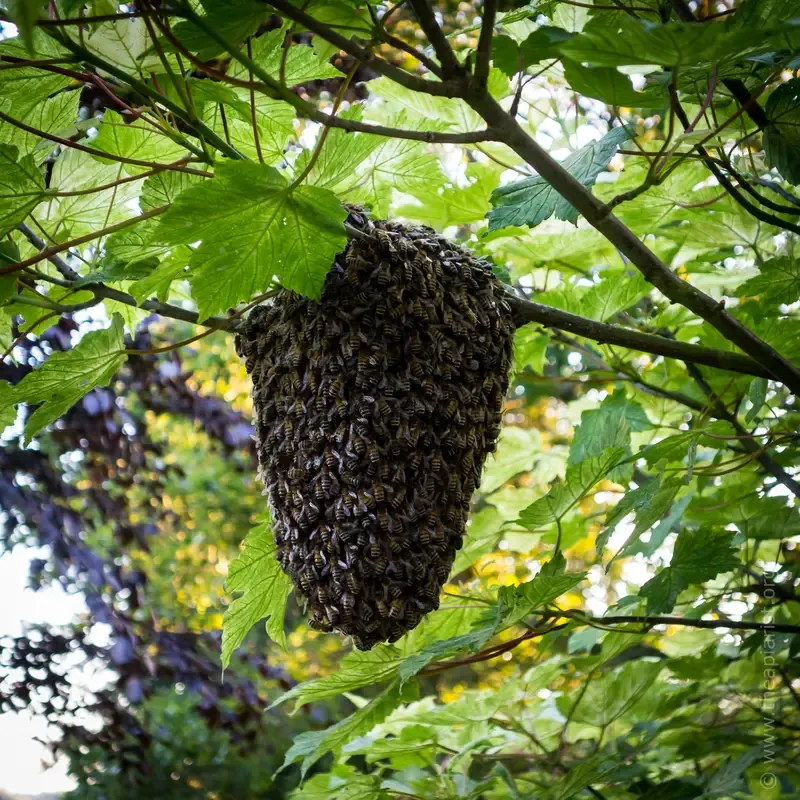 A small swarm (probably an afterswarm or cast)