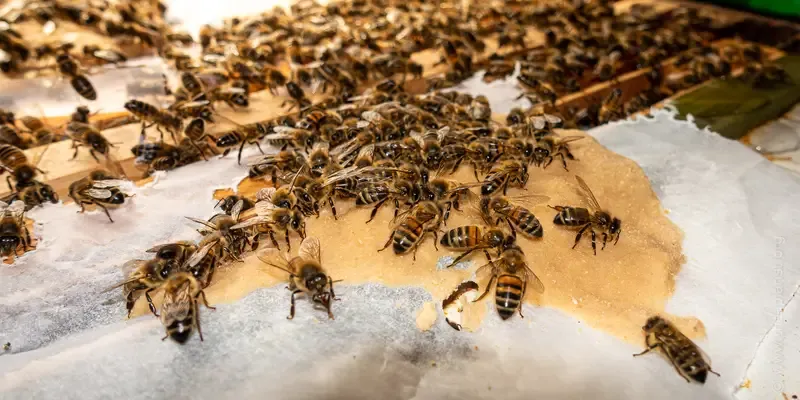 Feeding pollen patties to a developing colony