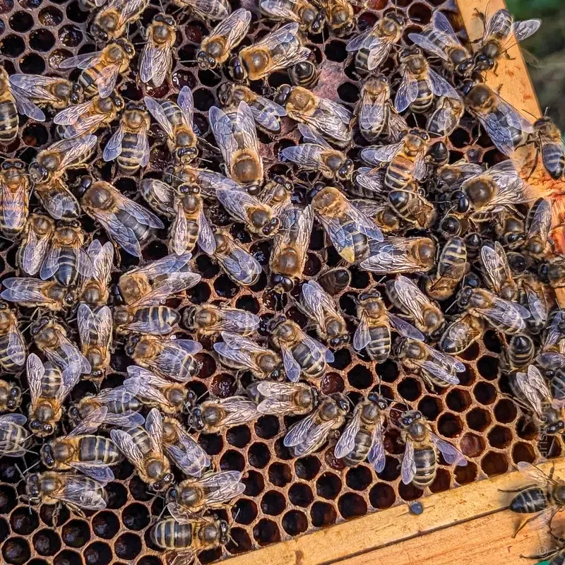 Drones in a queenless autumn colony