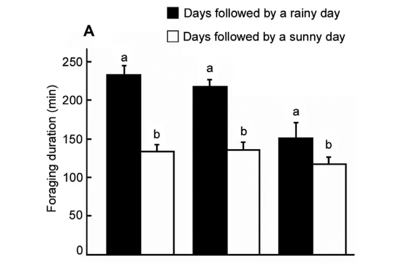 Bees forage more and for longer on days followed by a rainy day (He et al., 2016)