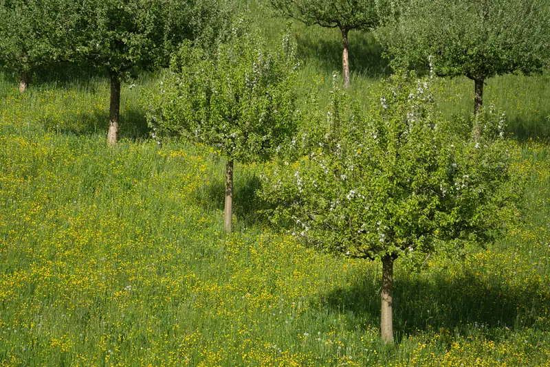 Flowering fruit trees ... and 'competing' flowers in the meadow