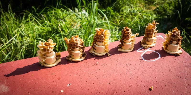 Six empty queen cells on the lid of a polystyrene beehive