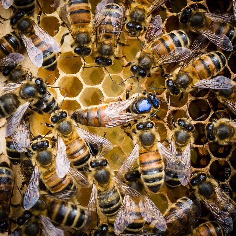 Marked queen bee surrounded by a retinue of workers