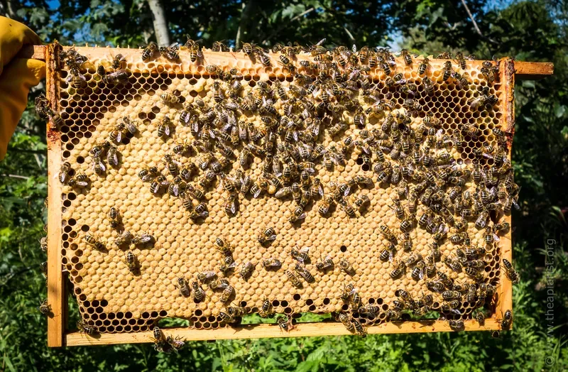 Hand holding a brood frame from a beehive